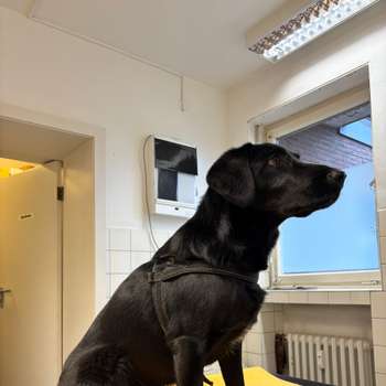 Vorschau von Kempener Tierarztpraxis 4 Pfoten