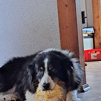 Vorschau von Anke Unzeitig Tierärztin
