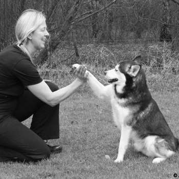 Vorschau von Hundekrankengymnastik Pfalzdorf
