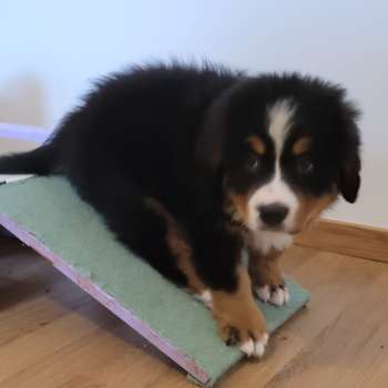 Vorschau von Tierarztpraxis Hannen