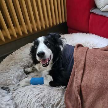 Vorschau von Tierärztliche Klinik Fulda