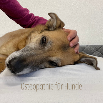 Vorschau von Tierärztin für Chiropraktik, Osteopathie, Rehapraxis für Tiere