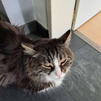 Vorschau von felmo Mobiler Tierarzt Mannheim