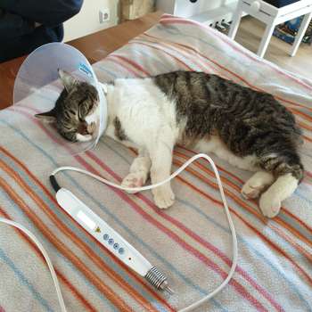 Vorschau von Mobile Tierarztpraxis Nina Kneifel - Akupunktur, TCM, Lasertherapie, Naturheilkunde
