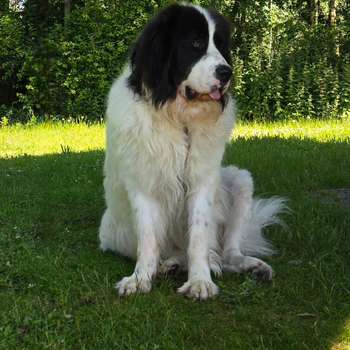 Vorschau von Tierarzt-Thelen
