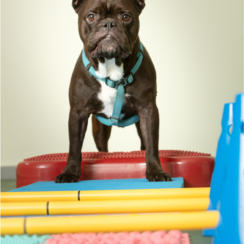 Vorschau von dot.dog Hundephysio