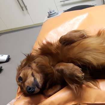 Vorschau von Tiergesundheitszentrum Trier