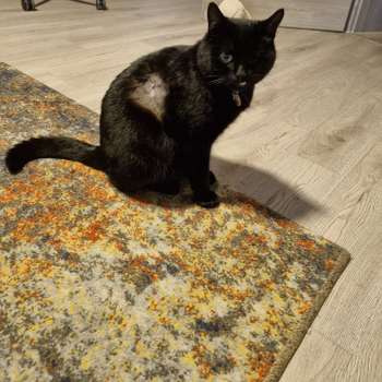 Vorschau von Tierarztpraxis Canifelis