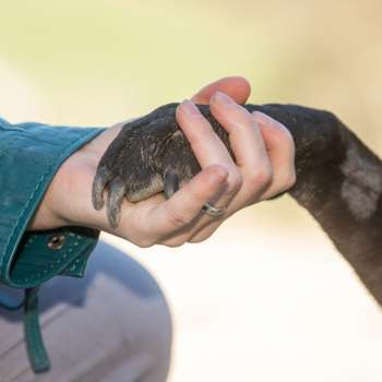 Preview of Tierphysiotherapie & ganzheitliche Tiermedizin - Dr. vet. Barbara Weidinger