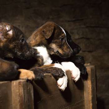 Vorschau von Tierärztliche Praxis für Kleintiere Dirk Große