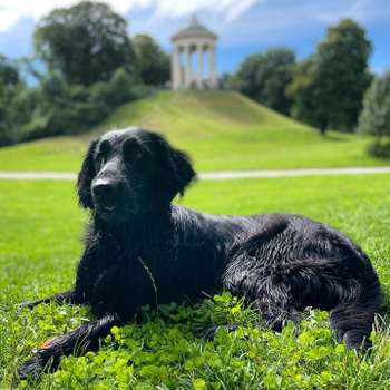 Vorschau von WauMiau Tierarztpraxis für Verhaltenstherapie und Hundeschule - Dr. med. vet. Stefanie Sprauer