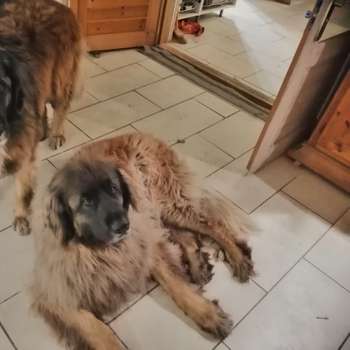 Vorschau von Schmitz Kleintierpaxis
