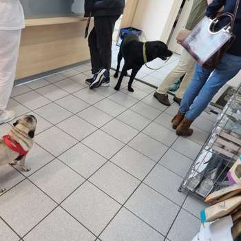 Vorschau von Dr. med.vet. Annabelle Culas