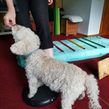Vorschau von Krumme Hunde - Physio Therapie Praxis für Tiere