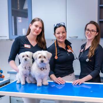 Vorschau von Tierpraxis im Zooviertel | Fachpraxis Tierzahnheilkunde & Innere Medizin, Fachtierärztliche Praxis für Kleintiere
