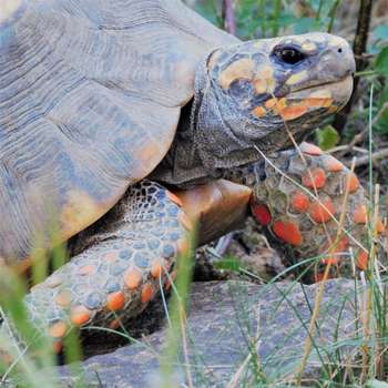 Vorschau von Mobile Tierarztpraxis für Reptilien