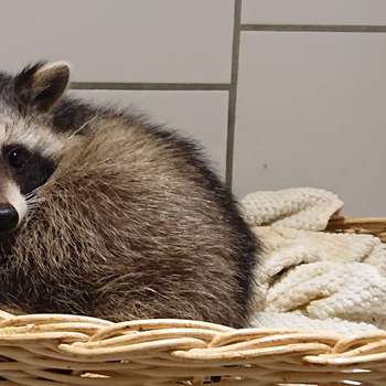 Vorschau von Kleintierpaxis Ute Altmann