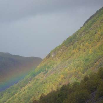 Vorschau von Der Bergtierarzt