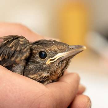 Vorschau von Tierarzt Reinecke Wulmstorf, Tierarztpraxis Wulmstorf