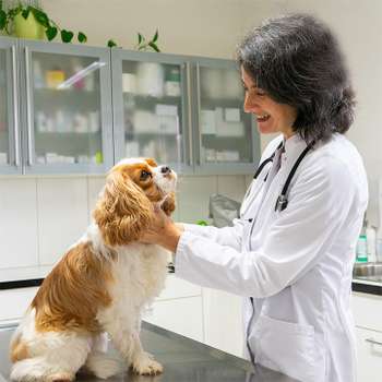 Vorschau von Dr.med.vet. Larissa Trupp