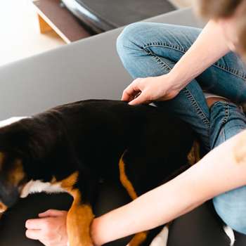 Vorschau von Hundephysiotherapie Lichtenau - Marie-Theres Schauerte