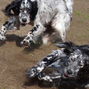 Vorschau von Hundephysio Wannsee