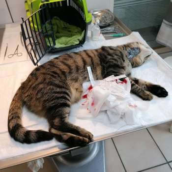 Vorschau von Tierarzt Niesler