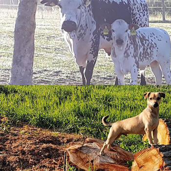 Vorschau von Tierarztpraxis Dr. med. vet. Brand - Praxis für Groß- und Kleintiere