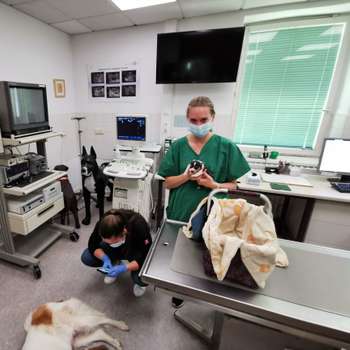 Vorschau von Tierklinik für Fortpflanzung - Freie Universität Berlin