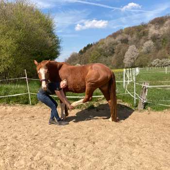 Vorschau von Tierphysio Kalletal - Sarah Herrmann - Osteopathie und Physiotherapie für Pferde und Hunde