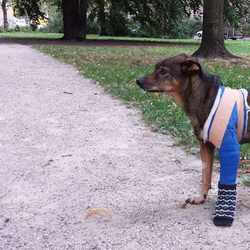 Vorschau von Tierärzte Steglitz