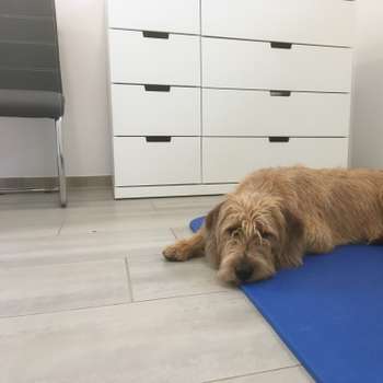 Vorschau von Tierärztliche Praxis für Chiropraktik - Karen Tappenbeck