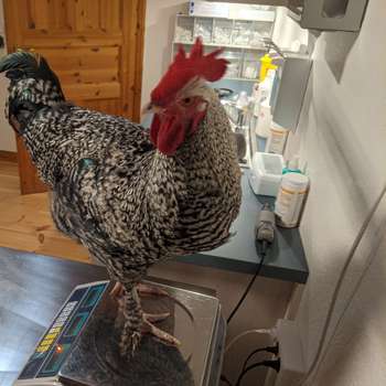 Vorschau von Exotenpraxis Nordfriesland - Tierärztin Dr. Budde