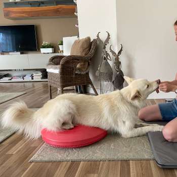 Vorschau von Tierphysiotherapie Susan Diezemann