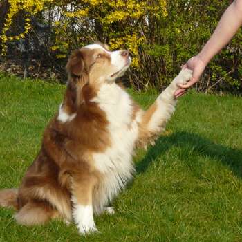 Vorschau von Praxis für Hundephysiotherapie "Heikeshundephysio.de"