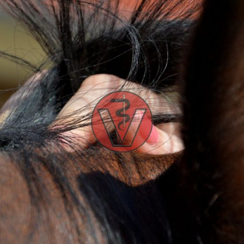 Vorschau von It's just a touch, Tierärztin Almut Pook, Pferdeosteopathie