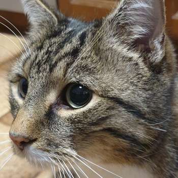 Vorschau von Dr.med.vet. Oliver Kräutle Tierarzt