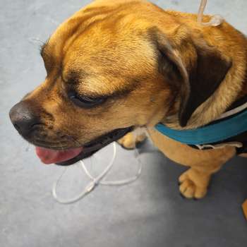 Vorschau von Vetmed Leoben Tierärzte Gmbh