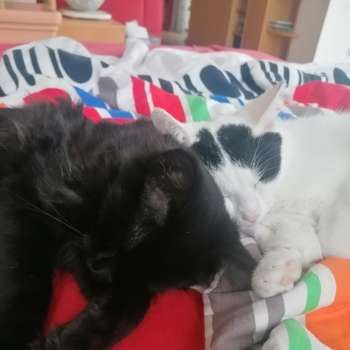 Vorschau von Dipl. Tierarzt Mag. Lazarek Hannes