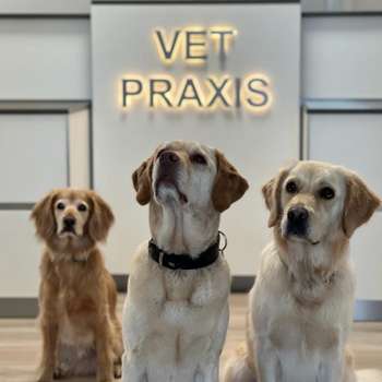 Vorschau von VETPraxis für Kleintiere GmbH