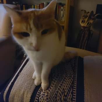 Vorschau von Dr.med.vet. Manfred Schwille Tierarzt