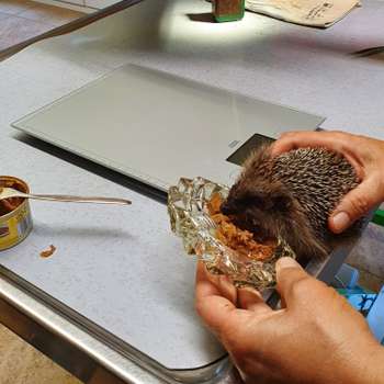 Vorschau von Beatrice Blaurock Tierärztin
