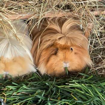 Vorschau von Prakt. Tierärztin Dr. Doris Bennewitz-Becker