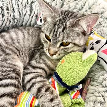 Vorschau von Tierärztin Dr. med. vet. Elena Klein-Chirca