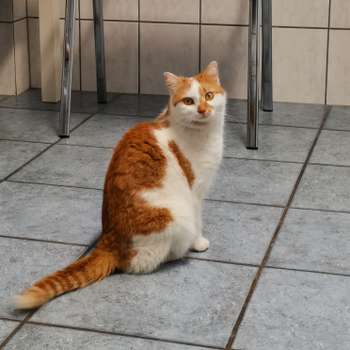 Vorschau von Tierärztliche TagesKlinik Jekel