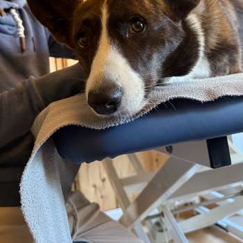 Vorschau von Tiertherapie Lilli Louis