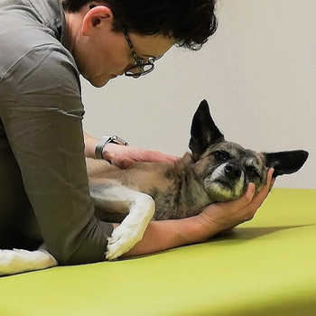 Vorschau von Physiotherapie, Osteopathie und Chinesische Medizin für Tiere Monique Niedersetz
