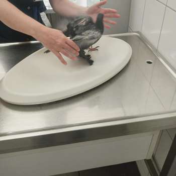 Vorschau von Tierklinik Krauß