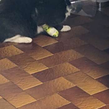 Vorschau von Dr. med.vet. Erika Schwartpaul Tierärztin