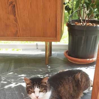 Vorschau von Tierärztin Dr. Tortschanoff